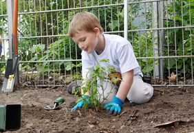 Ein Junge kniet im Beet und pflanzt einen Blaubeerstrauch.